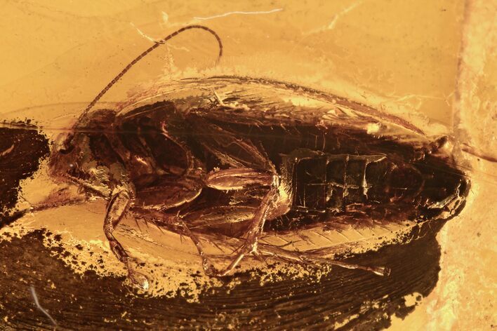 Fossil Cockroach (Blattoidea) In Baltic Amber - Rare! #270591